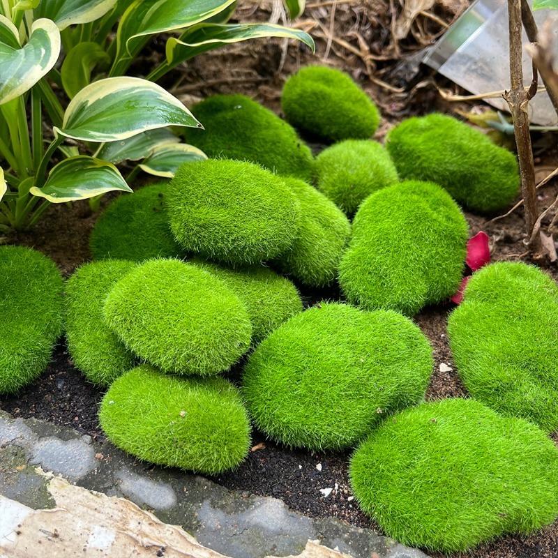 5/30 Buah Batu Lumut Simulasi  - Terrarium Moss Art ulasan dan harga