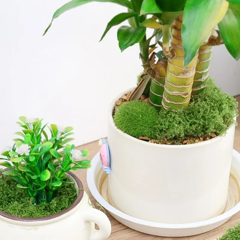 30/300G Lumut Buatan Realistis - Terrarium Moss Art ulasan dan harga