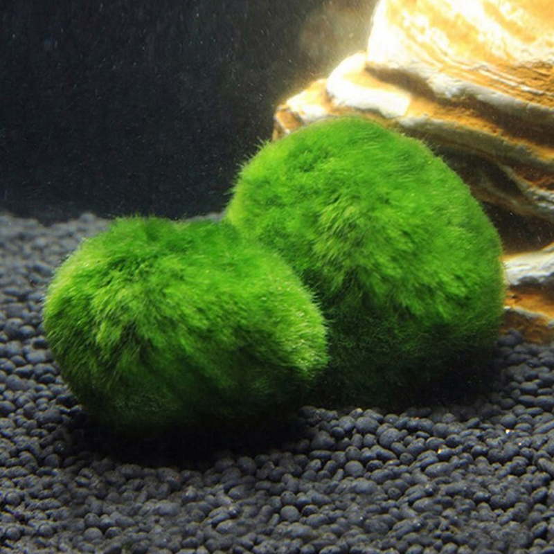 Bola Lumut Marimo Tanaman Akua - Terrarium Moss Art ulasan dan harga